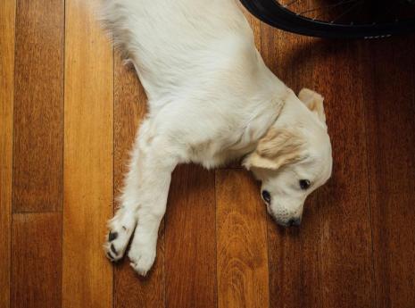 Plenty of space blog-hundespezialist-sonngarten-03